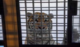 Indonésie: Un tigre capturé après avoir réussi à s'échapper d'un zoo